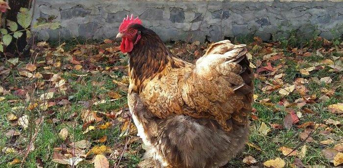 11 aylıq orpinqtonlar cüt satılır vəya iki ədəd təmiz cins qold brama