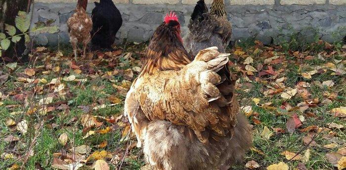 11 aylıq orpinqtonlar cüt satılır vəya iki ədəd təmiz cins qold brama