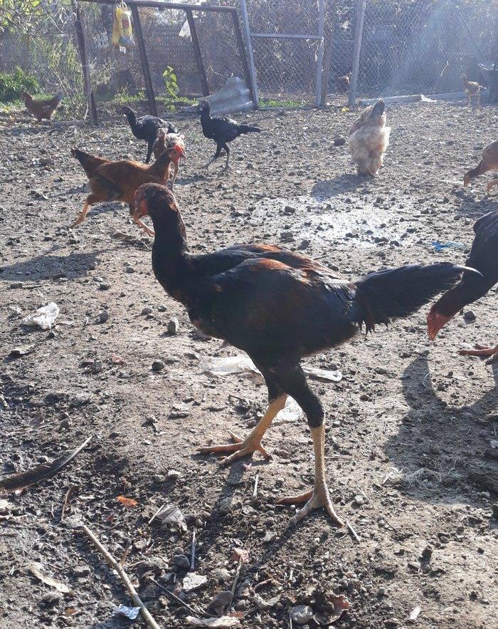 super cins heyrati 4 ayliq hundur boy cinsdiler son qiymet 30 manat