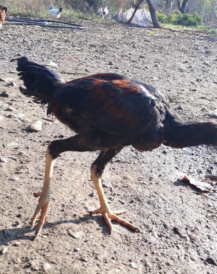 super cins heyrati 4 ayliq hundur boy cinsdiler son qiymet 30 manat