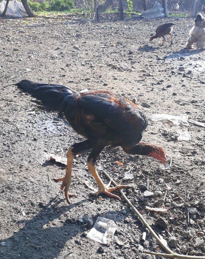 super cins heyrati 4 ayliq hundur boy cinsdiler son qiymet 30 manat