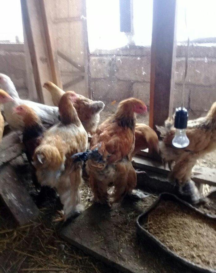 brama buff satlllr , qiymetler aylna gõre deyisir, basqa sort bramalar