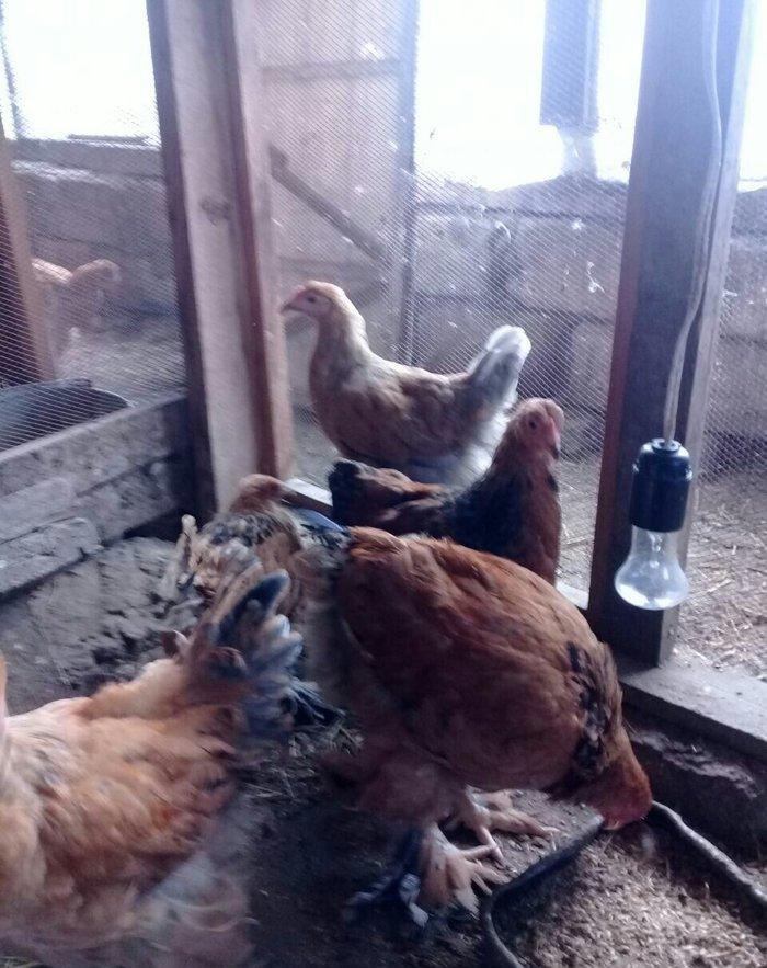 brama buff satlllr , qiymetler aylna gõre deyisir, basqa sort bramalar