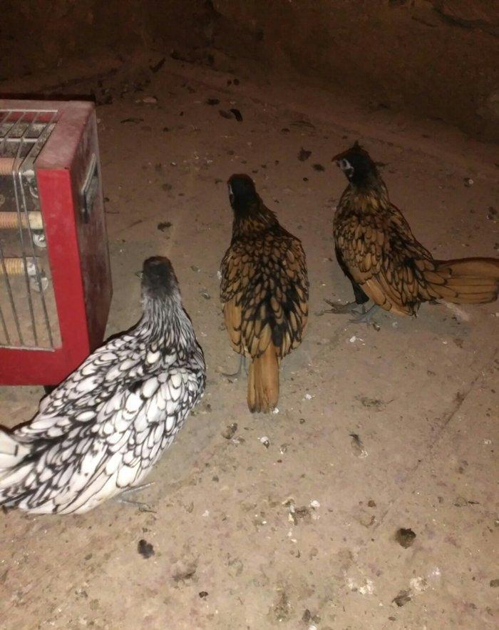 Sibrit fereleri 2 qizili 1 gumus uc ayliqdilar. Qiymet birne aiddir.