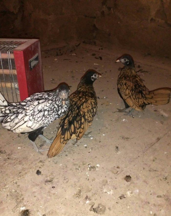 Sibrit fereleri 2 qizili 1 gumus uc ayliqdilar. Qiymet birne aiddir.