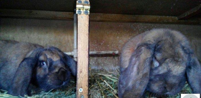 Salam aleykum sizə təqdim etdiyimiz dovşanlar rusiya,  belarusiya, ukr