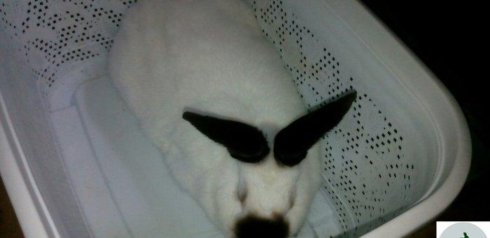 Salam aleykum sizə təqdim etdiyimiz dovşanlar rusiya,  belarusiya, ukr