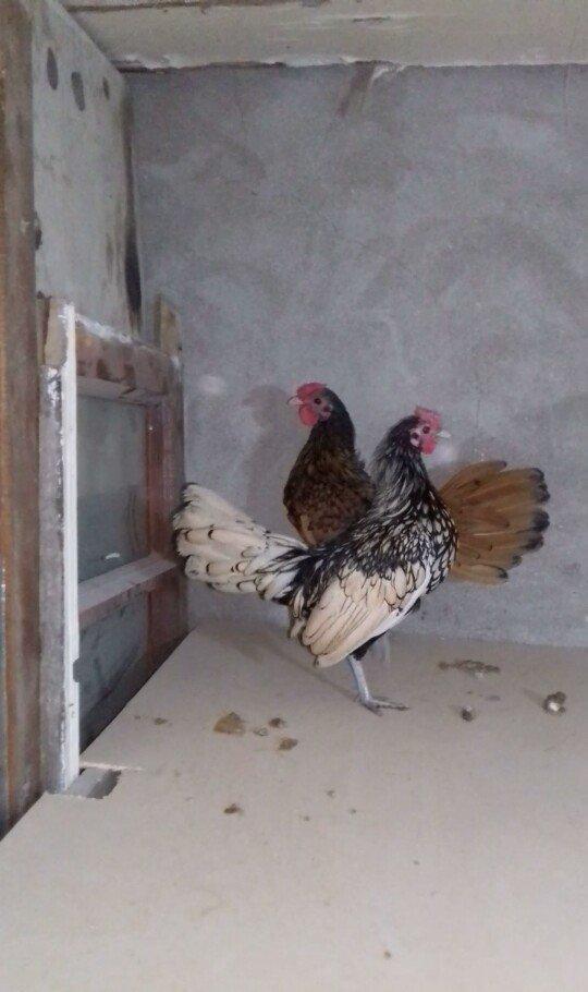 2 eded sibrait xoruz satilir qizili gumuwu. tam saglam heyvanlardi sag