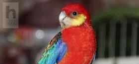 Hazir jüt bu ilki baladilar chox nadir rozella stenli adlanir özümchün