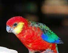 Hazir jüt bu ilki baladilar chox nadir rozella stenli adlanir özümchün