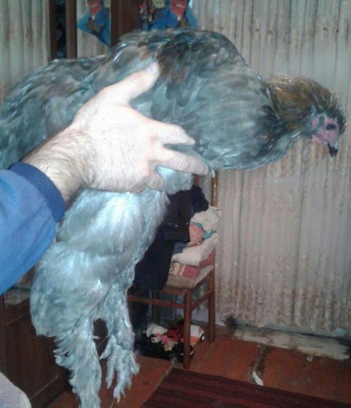 fere xoruz dord ayliq bramalar cutunun qiymeti 80 manat