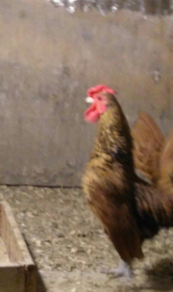 sibirayt xoruz super heyvandi 8 ayliqdi 50 man ariginal heyvandi