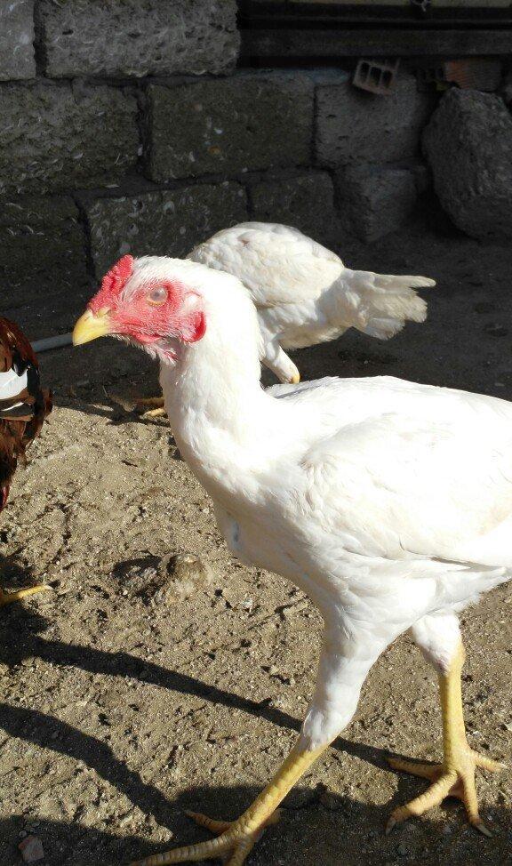 temiz türk beçeler 4 ayliqdilar super beçelerdi 30 man düm ağdilar