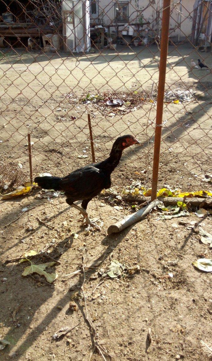 Salam Tam Sağlamdı 1 ili tamam olub Feredi 50 AZN watsaap