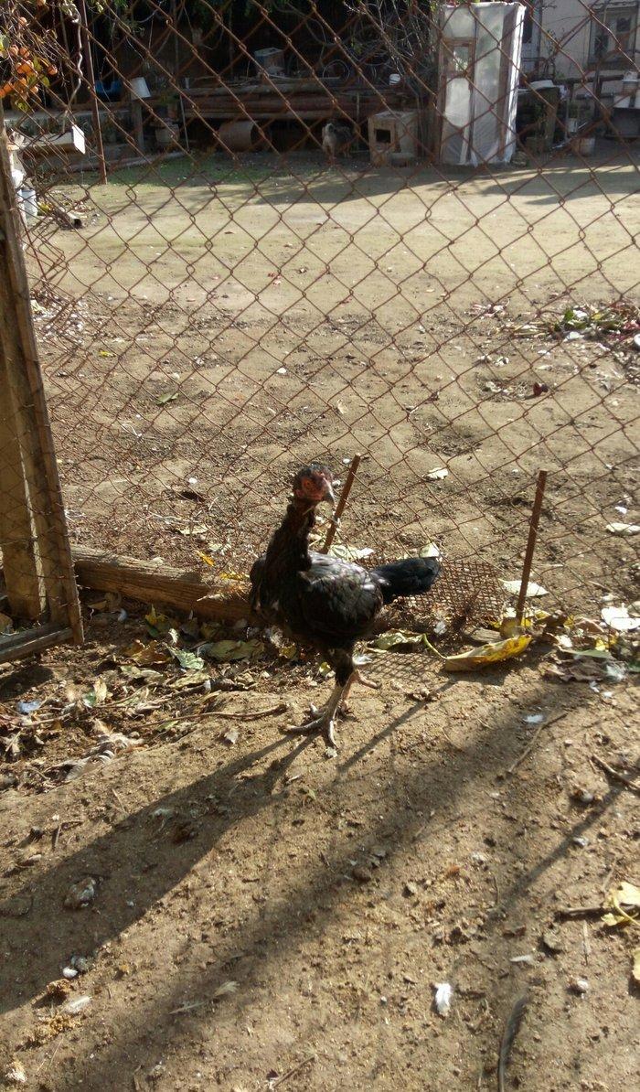 Salam Tam Sağlamdı 1 ili tamam olub Feredi 50 AZN watsaap