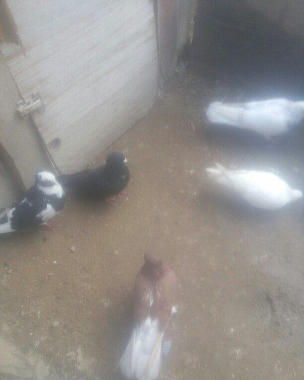 bu 5 qus satilir. tam saqlamdı.optovoy 17 manat.tek tek 4 manatdan ist