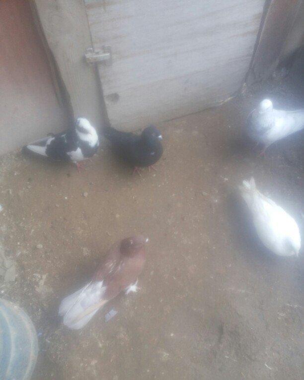 bu 5 qus satilir. tam saqlamdı.optovoy 17 manat.tek tek 4 manatdan ist