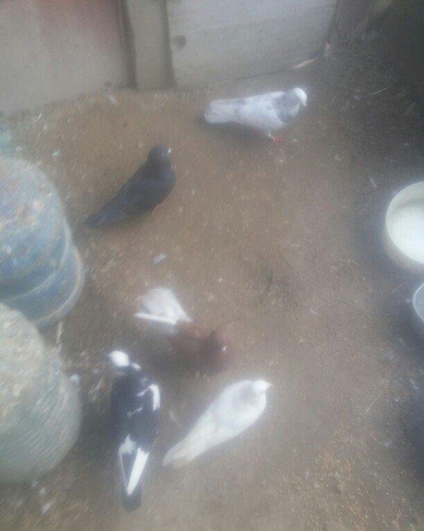 bu 5 qus satilir. tam saqlamdı.optovoy 17 manat.tek tek 4 manatdan ist