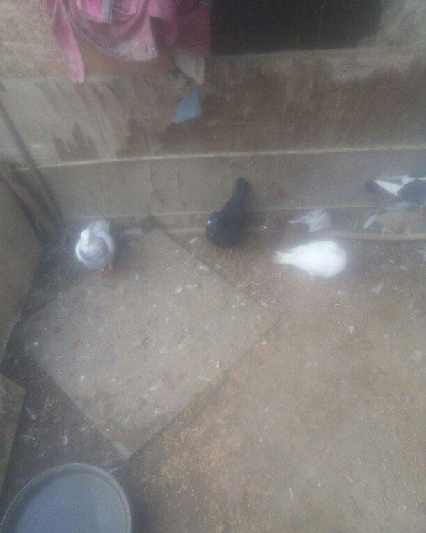 bu 5 qus satilir. tam saqlamdı.optovoy 17 manat.tek tek 4 manatdan ist