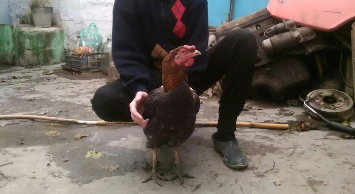 Heyratı xoruzu satiram.
1 il 6 ayliqdi.
Giymetde razilasmaq olar.