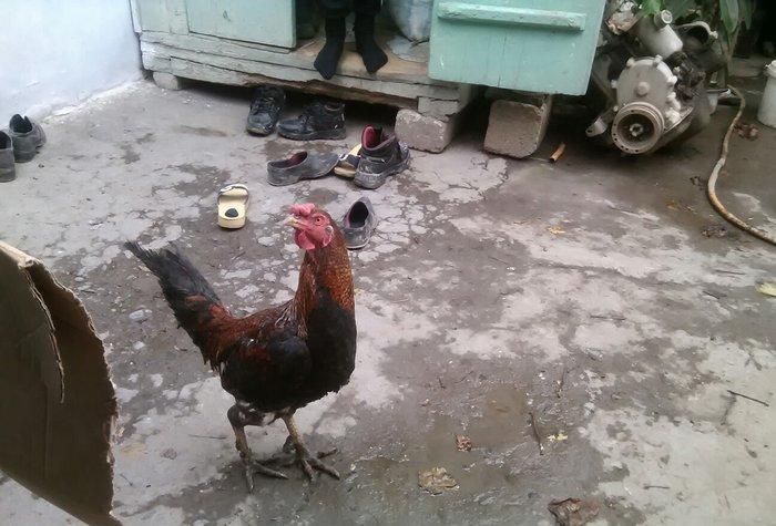 Heyratı xoruzu satiram.
1 il 6 ayliqdi.
Giymetde razilasmaq olar.