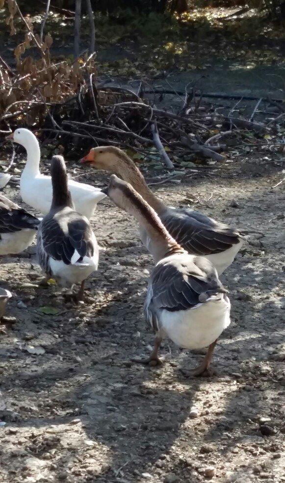 Kuban qazı 2 ədəd erkəy çox iri heyvanlardı qiymət birinə aiddi