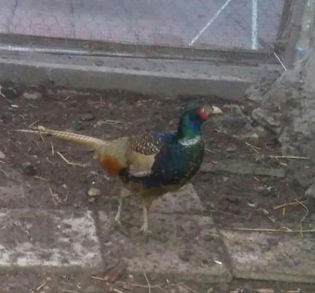 Rumin ve kafkaz cinsleri satilir. Erkekler tek sekilde de verilir 30 a