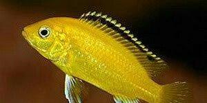 baliqlar 1 azn 1.50 az. unvan yeni yasamal.
limonnik
delfin
faer fiş
p