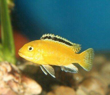 baliqlar 1 azn 1.50 az. unvan yeni yasamal.
limonnik
delfin
faer fiş
p