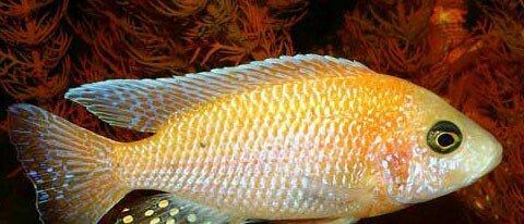 baliqlar 1 azn 1.50 az. unvan yeni yasamal.
limonnik
delfin
faer fiş
p