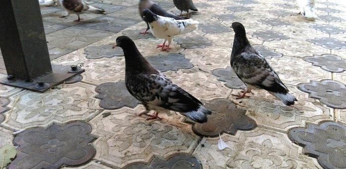 Qarabas 17. 16. Tuk qara xalcali keven quslar. Sekiller    10 gun once