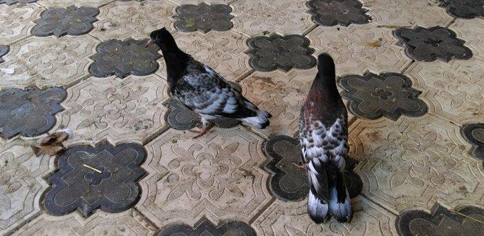 Qarabas 17. 16. Tuk qara xalcali keven quslar. Sekiller    10 gun once