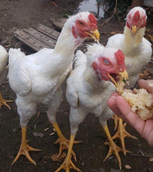 Ağ Şamo cinsi 8 aylıq heyrati becələr uc dənədi ikisi satilir real ali