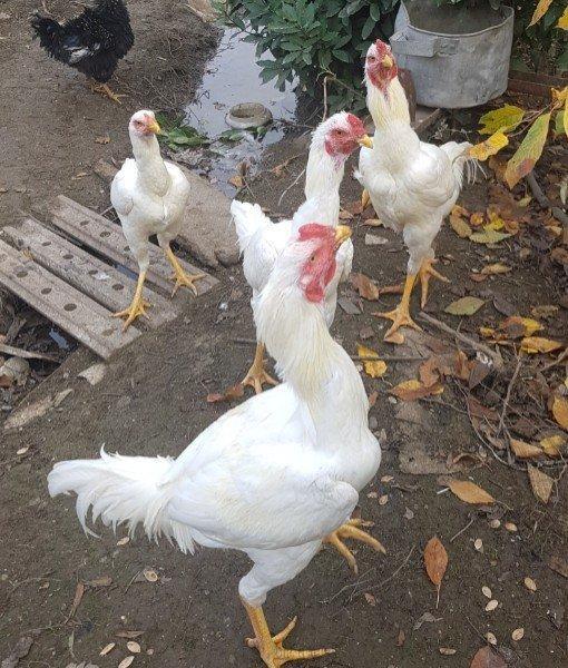 Ağ Şamo cinsi 8 aylıq heyrati becələr uc dənədi ikisi satilir real ali