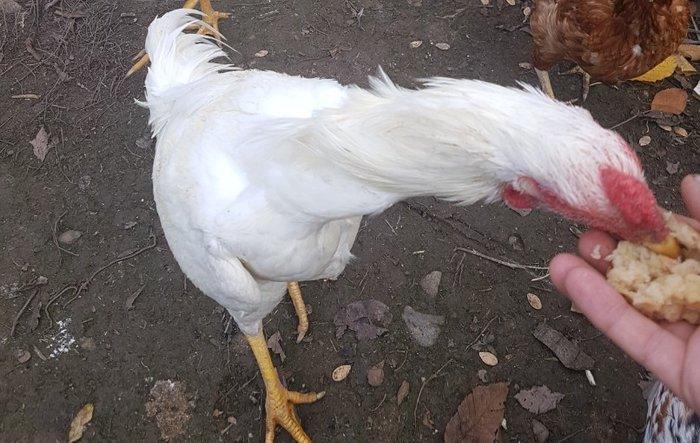 Ağ Şamo cinsi 8 aylıq heyrati becələr uc dənədi ikisi satilir real ali