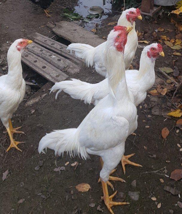 Ağ Şamo cinsi 8 aylıq heyrati becələr uc dənədi ikisi satilir real ali