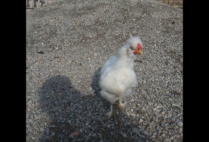 Ponpon xoruz 5 aylıqdı tam sağlam beş barmaqdı maraqlanan vassapla