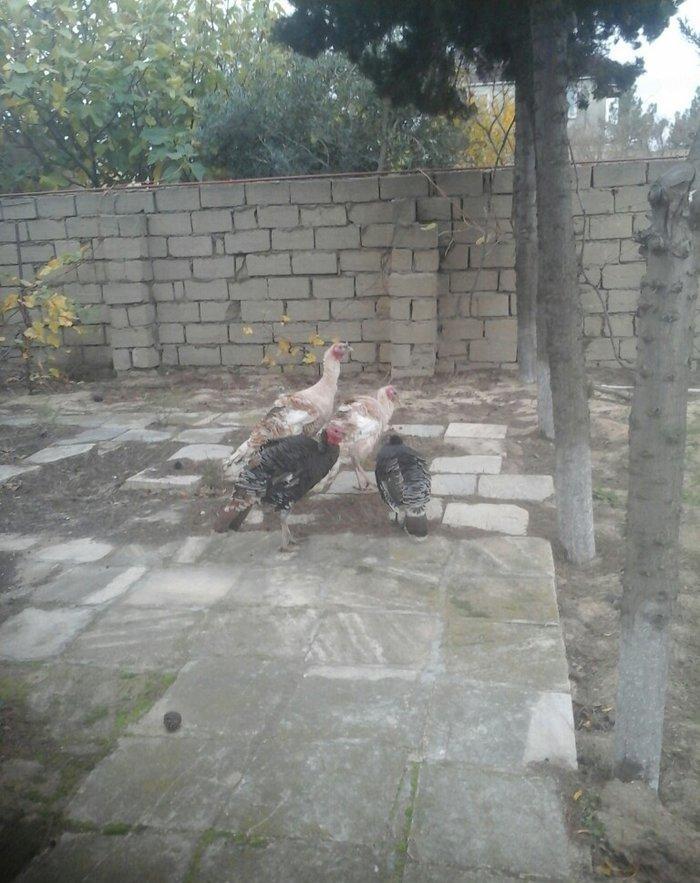 Saqlam və iri heyvanlar di otluqda böyub diri 25,azn,  kəsilib təmizlə