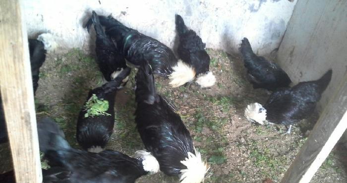 Rahibə. 3-4 günlük cücələri satılır. Boş bekar adamlar narahat etməsün