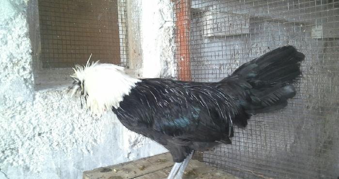 Rahibə. 3-4 günlük cücələri satılır. Boş bekar adamlar narahat etməsün