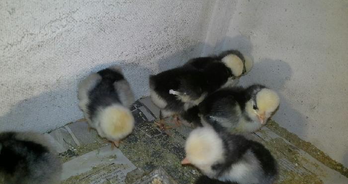 Rahibə. 3-4 günlük cücələri satılır. Boş bekar adamlar narahat etməsün