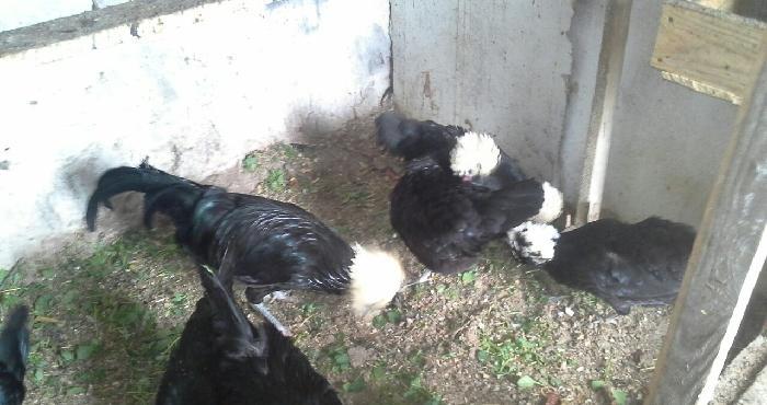 Rahibə. 3-4 günlük cücələri satılır. Boş bekar adamlar narahat etməsün