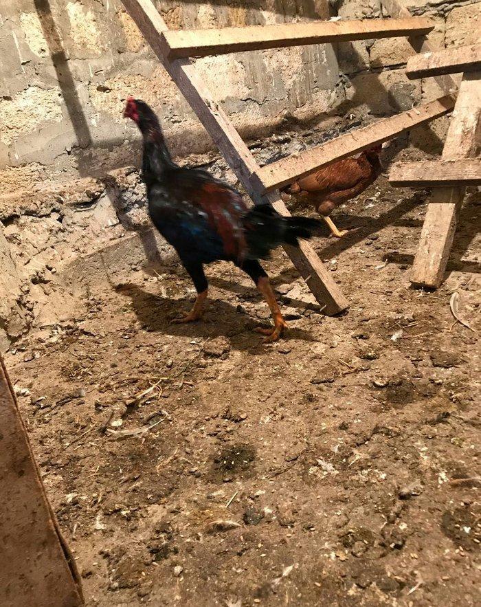 Tecili satilir ! ! ! Heyrati 1 yas 2 ayligdi. Fikri  ciddi olan sexse