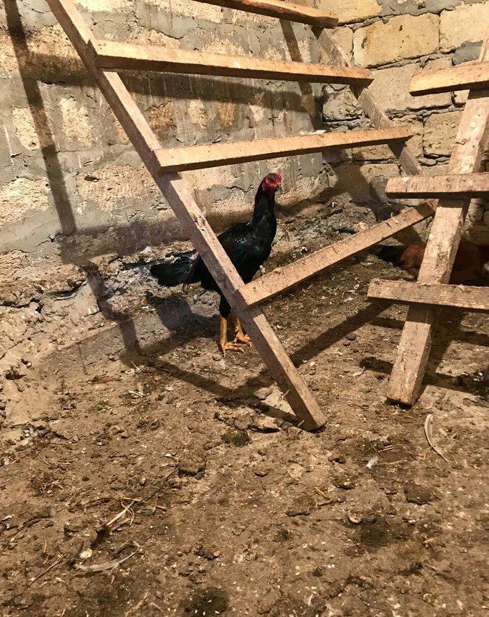 Tecili satilir ! ! ! Heyrati 1 yas 2 ayligdi. Fikri  ciddi olan sexse