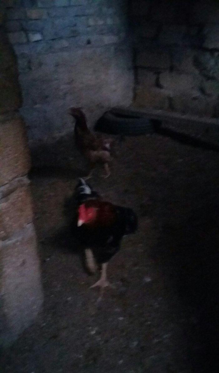 Salam heyratini 45manata satiram. Sumqayit səhəri corat qəsəbəsi dəniz