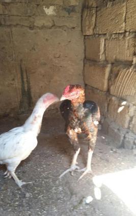 Salam heyratini 45manata satiram. Sumqayit səhəri corat qəsəbəsi dəniz