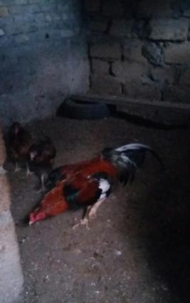 Salam heyratini 45manata satiram. Sumqayit səhəri corat qəsəbəsi dəniz