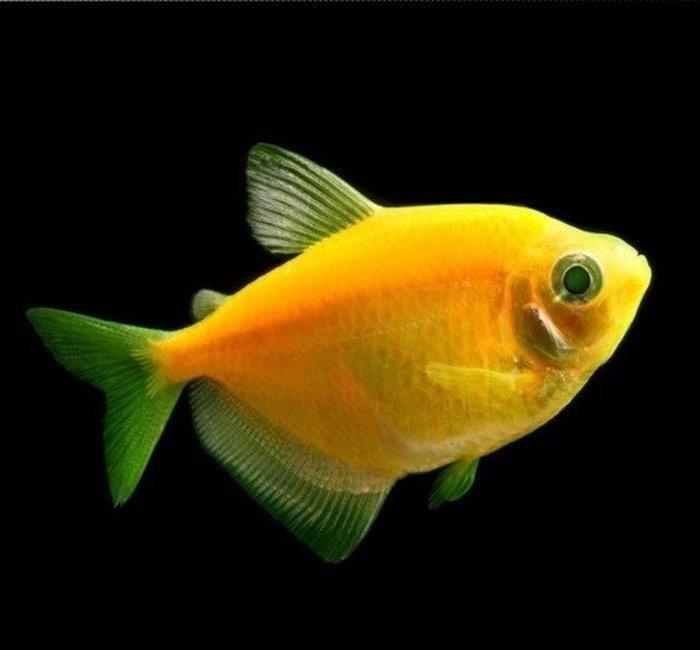 Glofish gymnocorymbus ternetzi bardovi və sarı rənglər bir ədədin