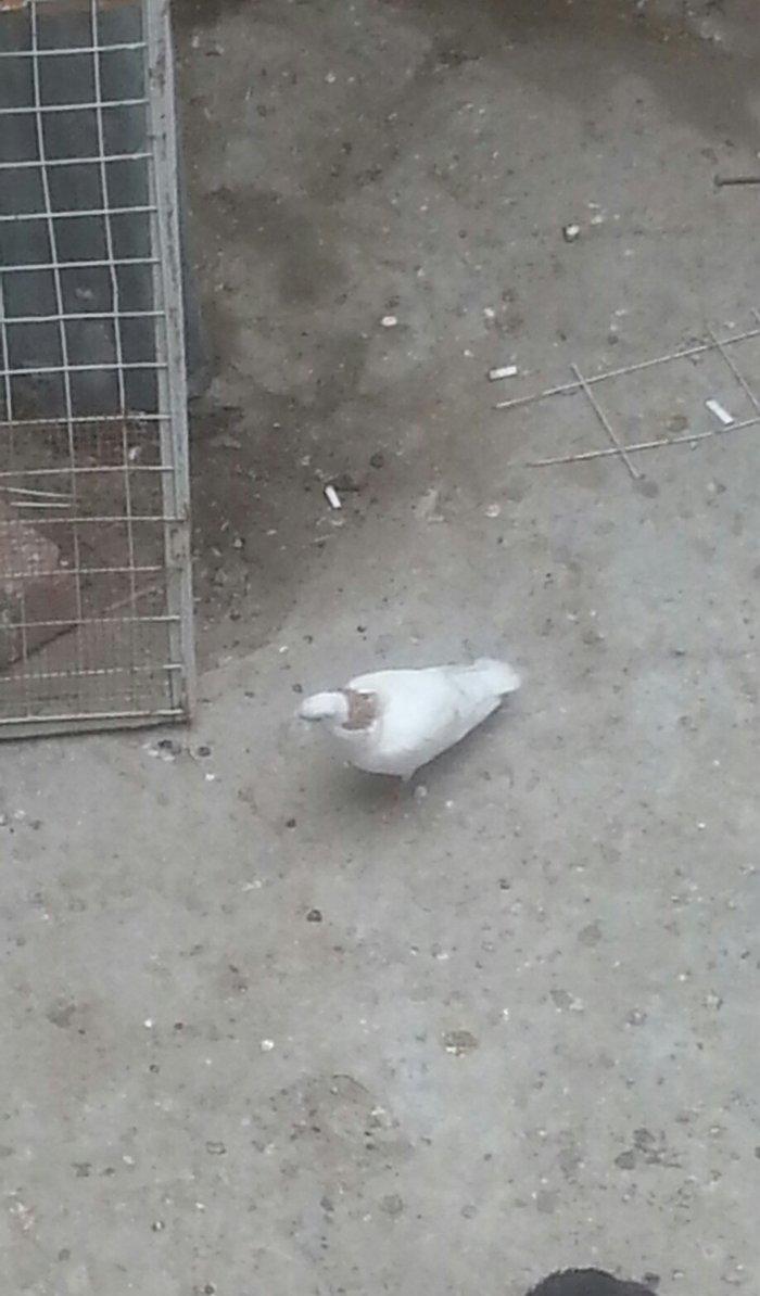 boynu gullu balalar satilir 2 si 10 azn satiram biri boz quyruqdu