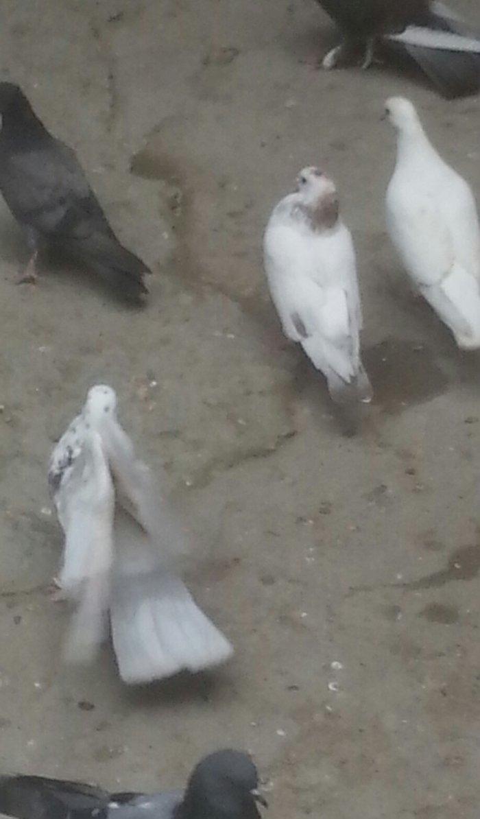 boynu gullu balalar satilir 2 si 10 azn satiram biri boz quyruqdu